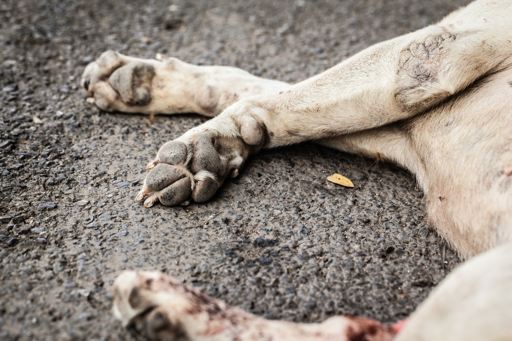 Motorista que atropelou cachorro terá carro consertado por concessionária da BR-101